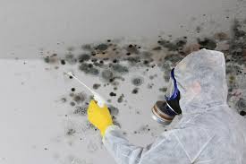 Best Environmental Consulting for Mold Prevention in Dodgeville, WI